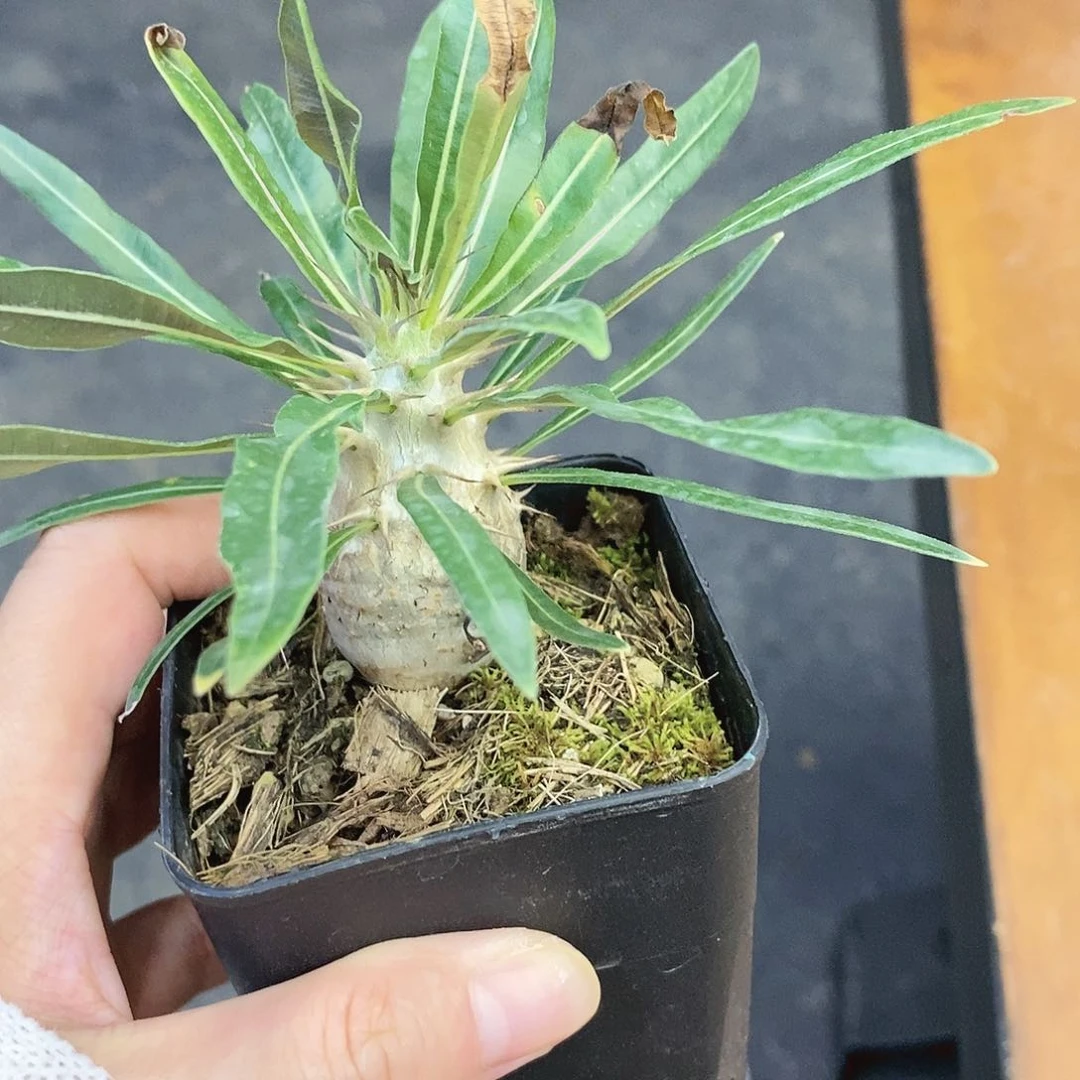 块根植物象牙宫苗