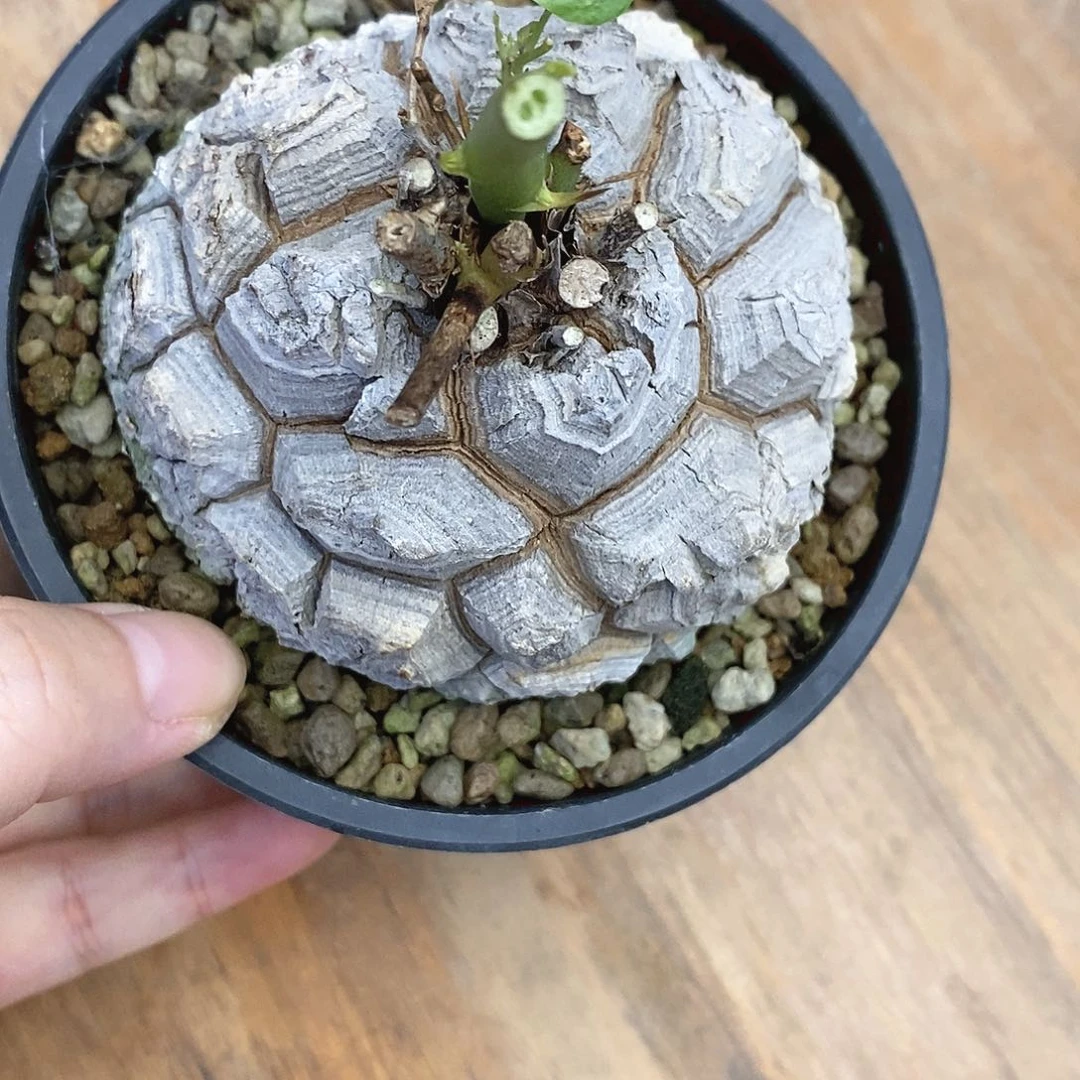 天功块根植物龟甲龙