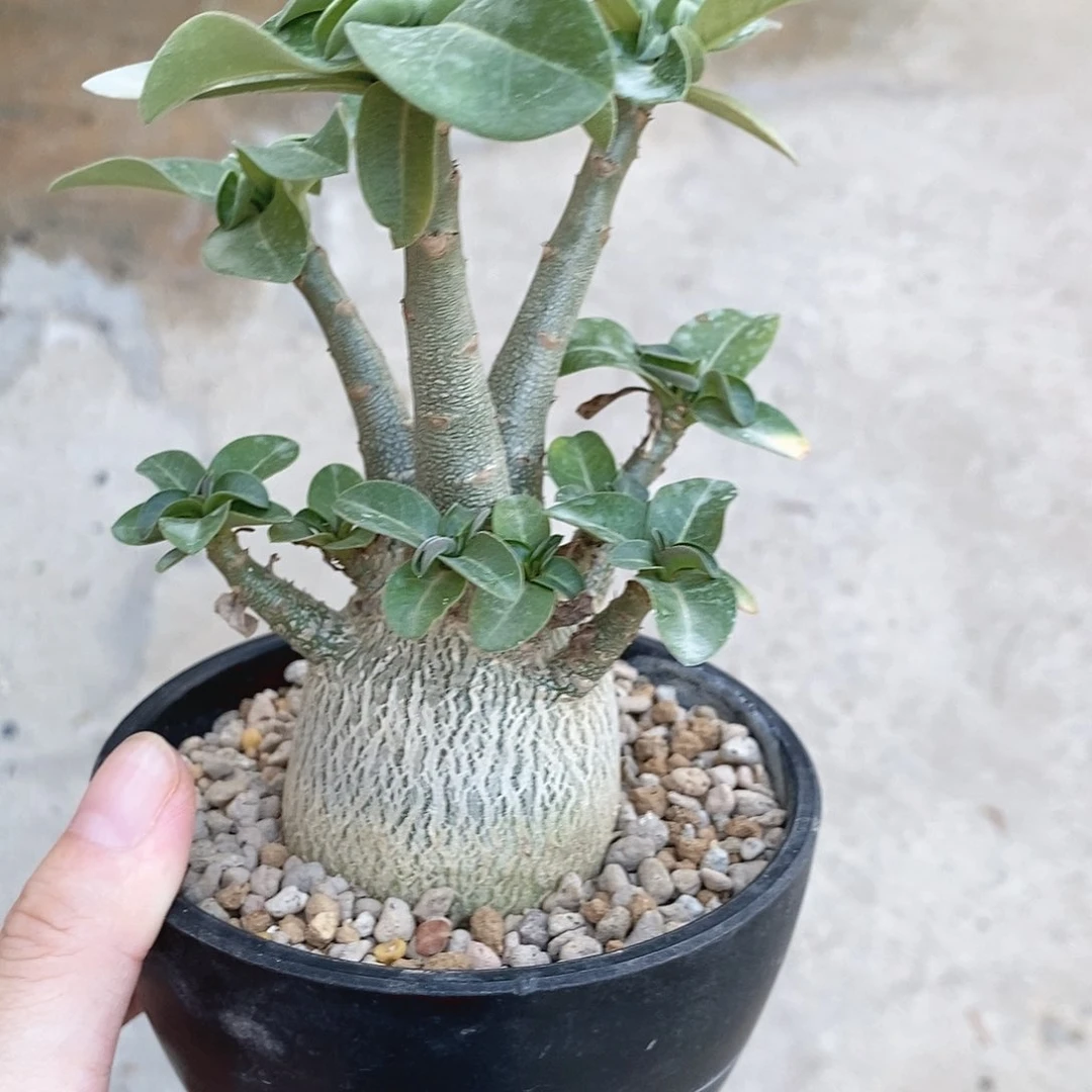 块根植物泰索科沙玫