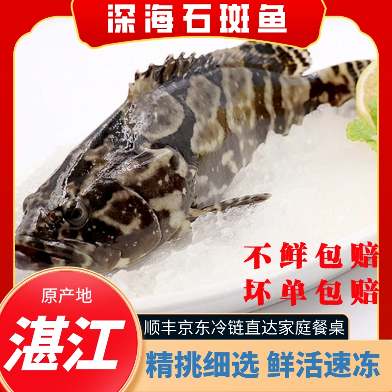 400-500g条湛江珍珠龙趸老虎斑新鲜深海捕斑鱼海鲜营养鱼肉