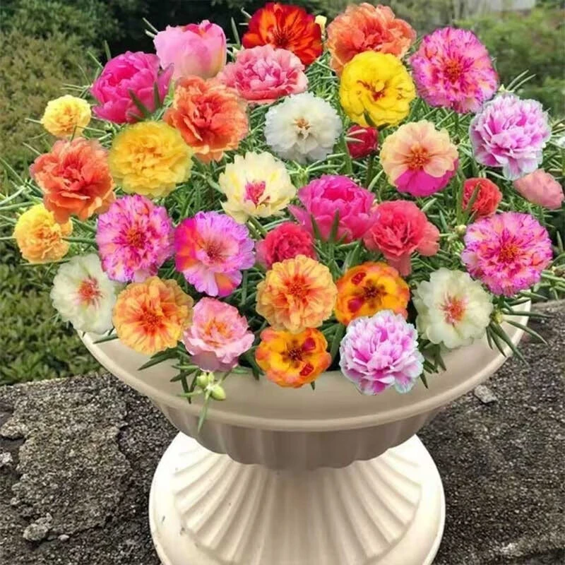 鲜花速递/花卉仿真/绿植园艺 > 花卉