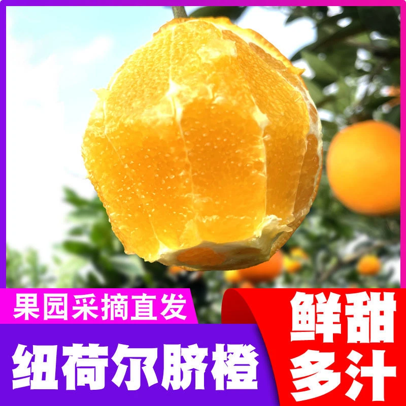 【农家自种】正宗纽荷尔脐橙新鲜水果薄皮多汁甜橙子批发