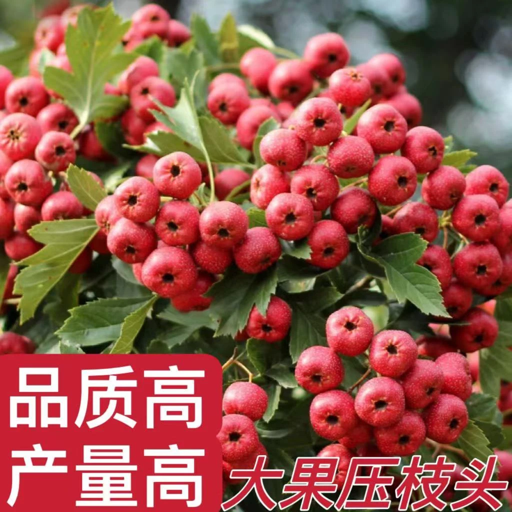 山楂树苗嫁接新品种无核特大号甜红子盆栽地栽南北方种植当年结果