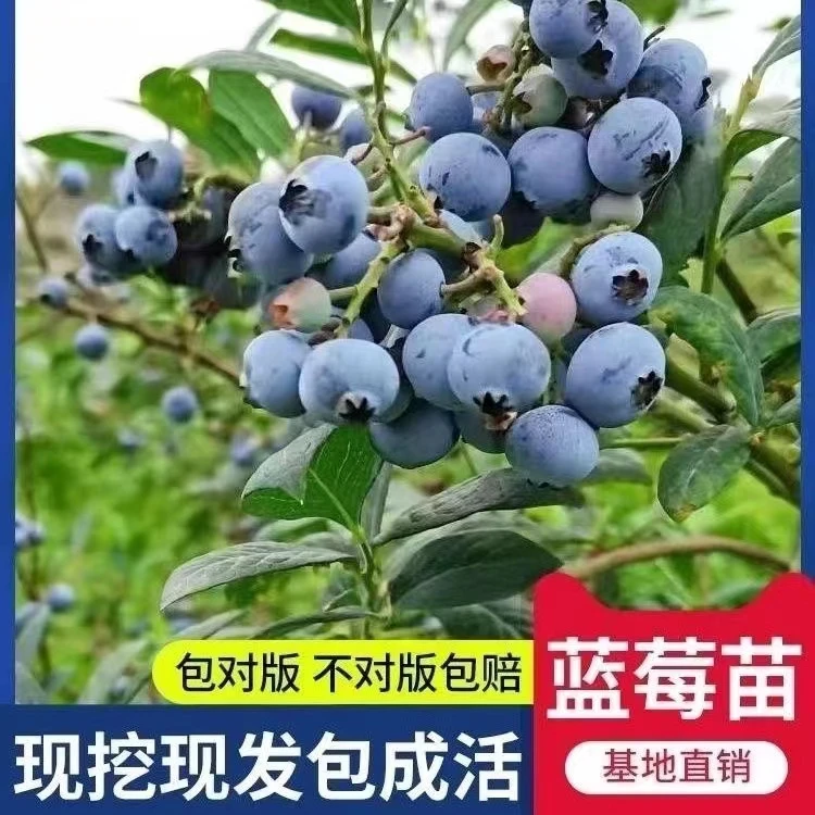 正宗蓝莓树果苗蓝莓苗盆栽地栽果苗带大果南北方种植苗兔眼蓝莓苗