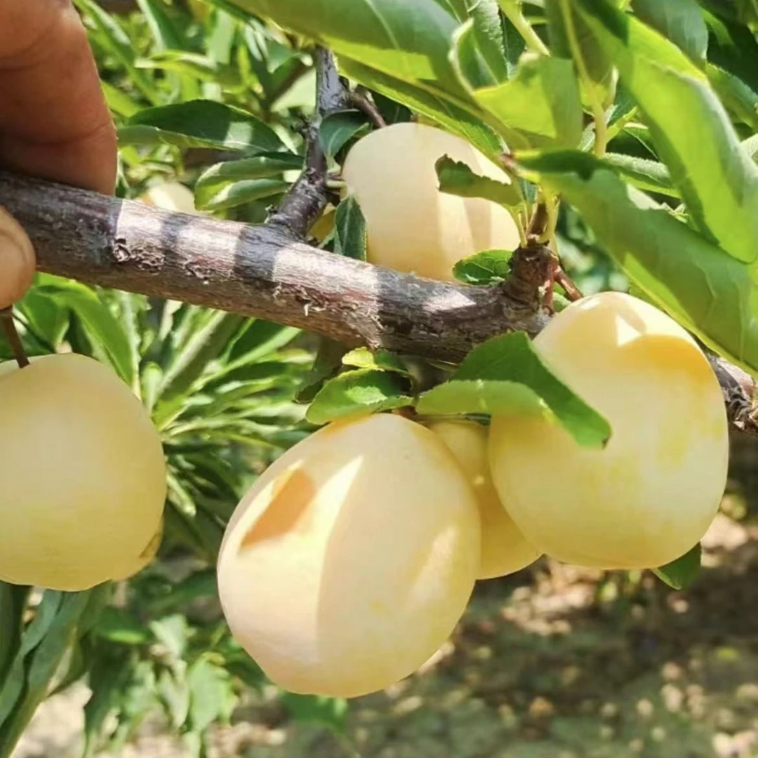 【新品种黄金西梅李子】黄金西梅李子优质嫁接黄西梅树苗南北方种