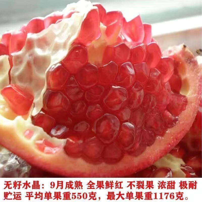 突尼斯软籽甜石榴树苗盆栽地栽阳台庭院南北方新手种植耐寒石榴苗