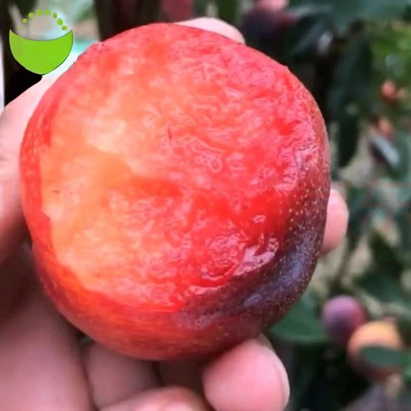 【国丰十七号】李子树苗适合南北方种植