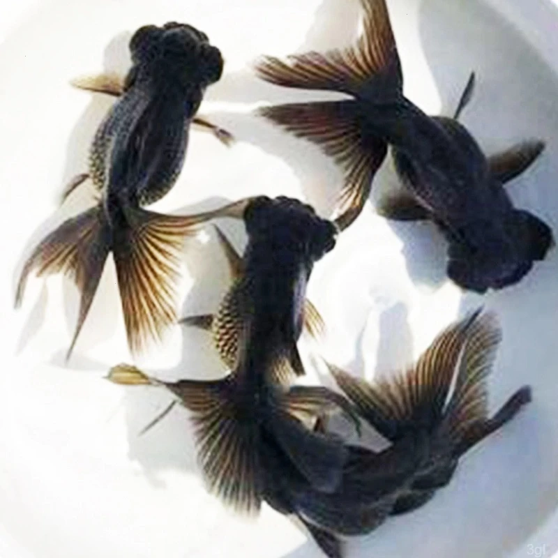 冷水观赏鱼小型活鱼水族黑宠物大眼龙睛耐黑金鱼苗养鱼金鱼淡水好