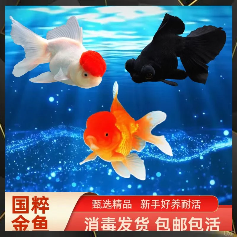 鸿运当头金鱼狮子头龙睛活体冷水观赏鱼好养易活淡水鱼古法养鱼