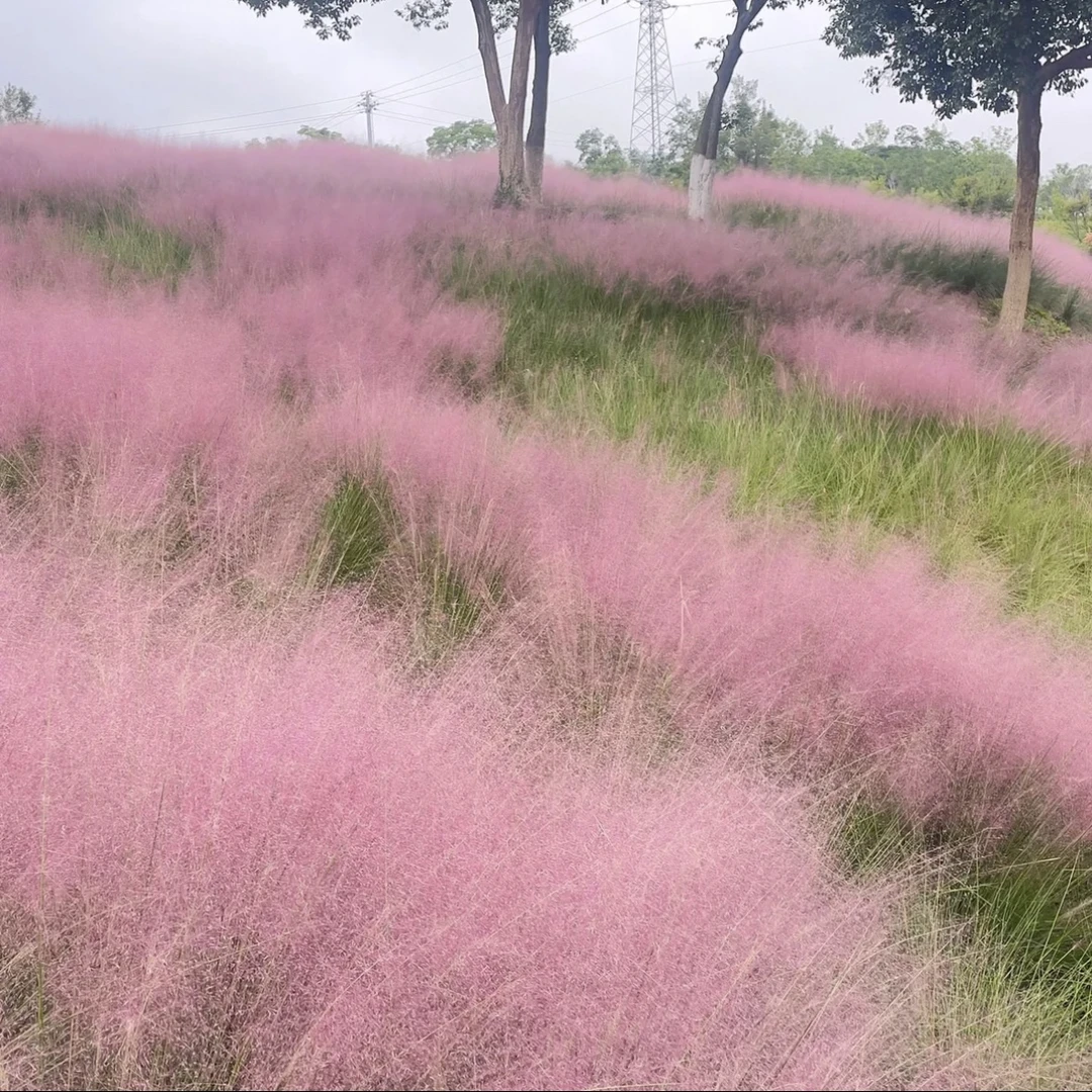 粉黛乱子草6盆多年生耐热耐寒宿根庭院粉色