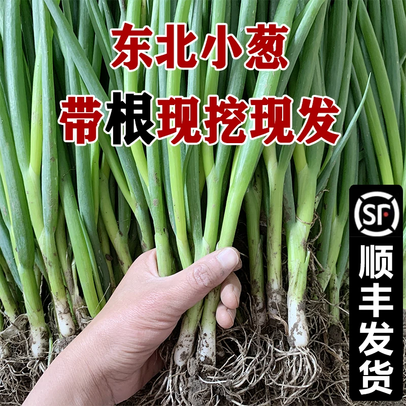 东北小葱现挖现发新鲜
