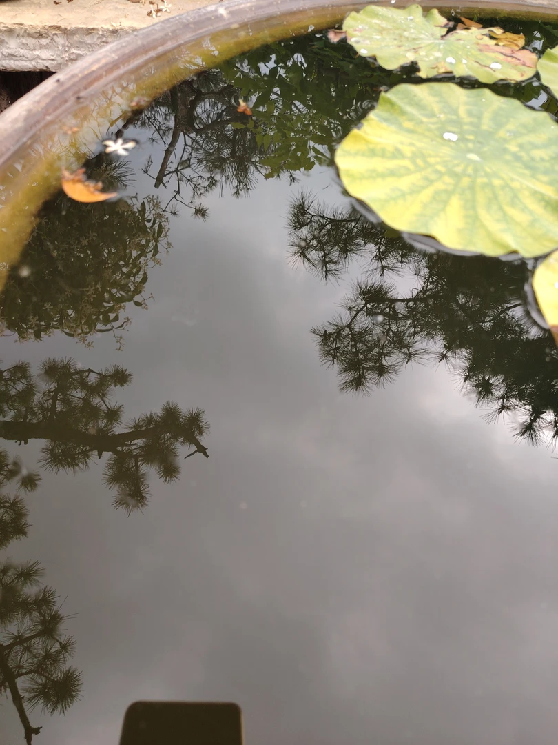 松柏类盆景 直播链接拍前联系客服