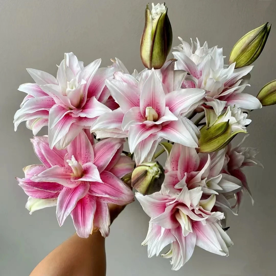 【香樟坊甄选】双头伊莎贝拉 粉白渐变颜色重瓣百合