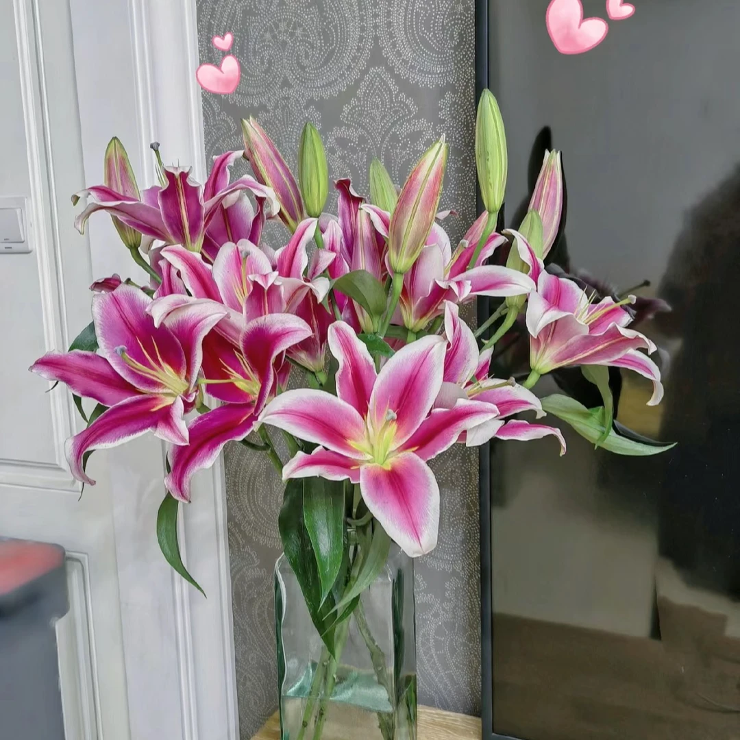 【香樟坊甄选】双头鸿福百合 基地直发