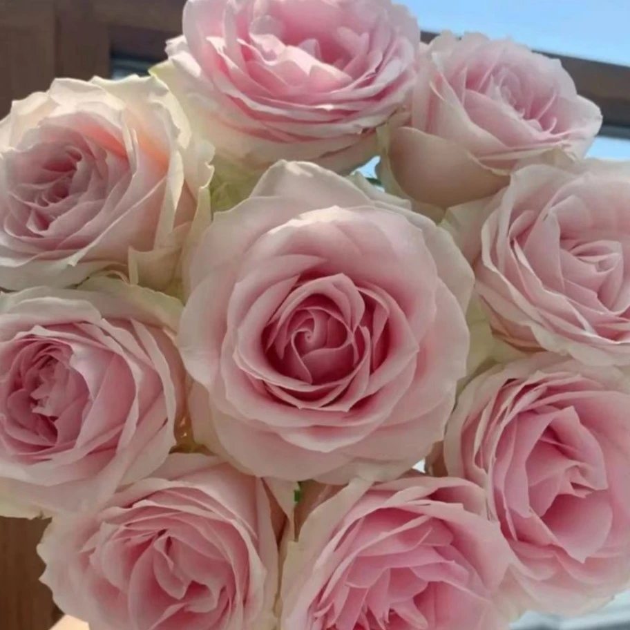 【香樟坊甄选】粉雪山玫瑰基地直发