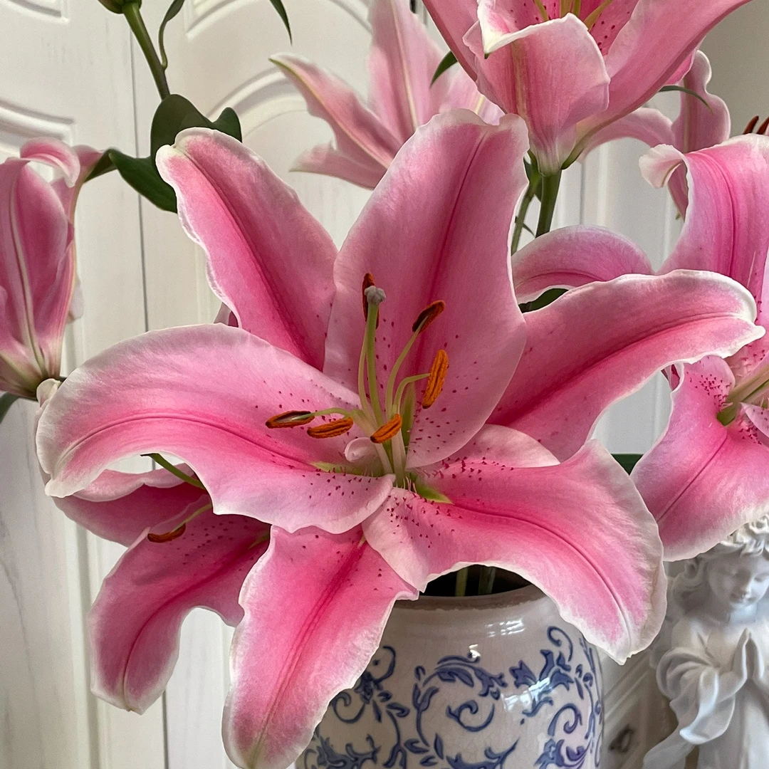 【香樟坊优选】双头索尔邦百合粉白渐变颜色优质百合插花鲜切花