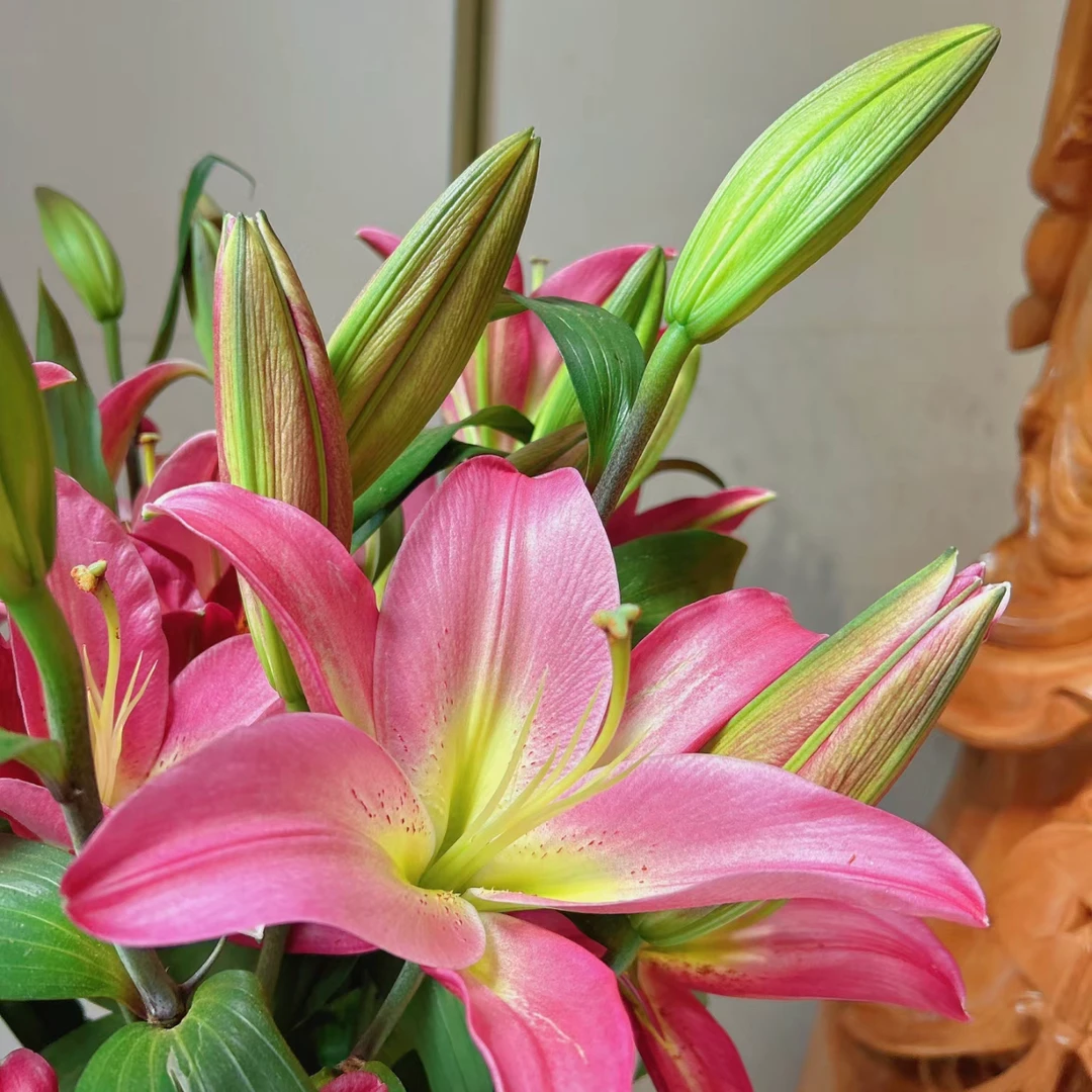 【香樟坊优选】三头火石多头香水百合优质百合观赏插花鲜切花