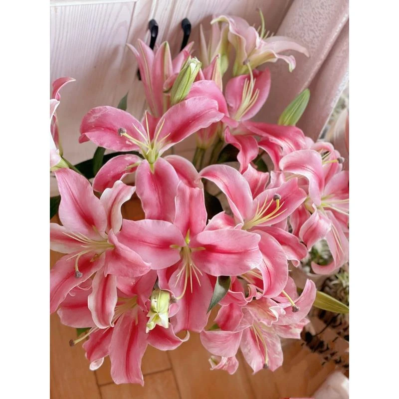 【香樟坊甄选】普拉芬多红色单瓣香水百合基地直发