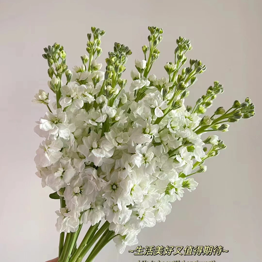 【香樟坊甄选】紫罗兰香水味店铺快递包邮