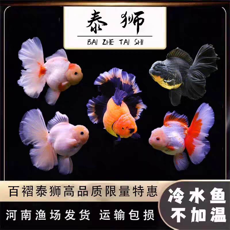 直播间专项链接包活包健康满30包邮开箱包活无开箱视频不售后活体