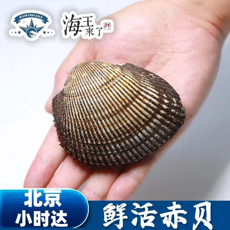 约200g /只 鲜活赤贝 只能刺身 水产鲜活 海鲜贝类