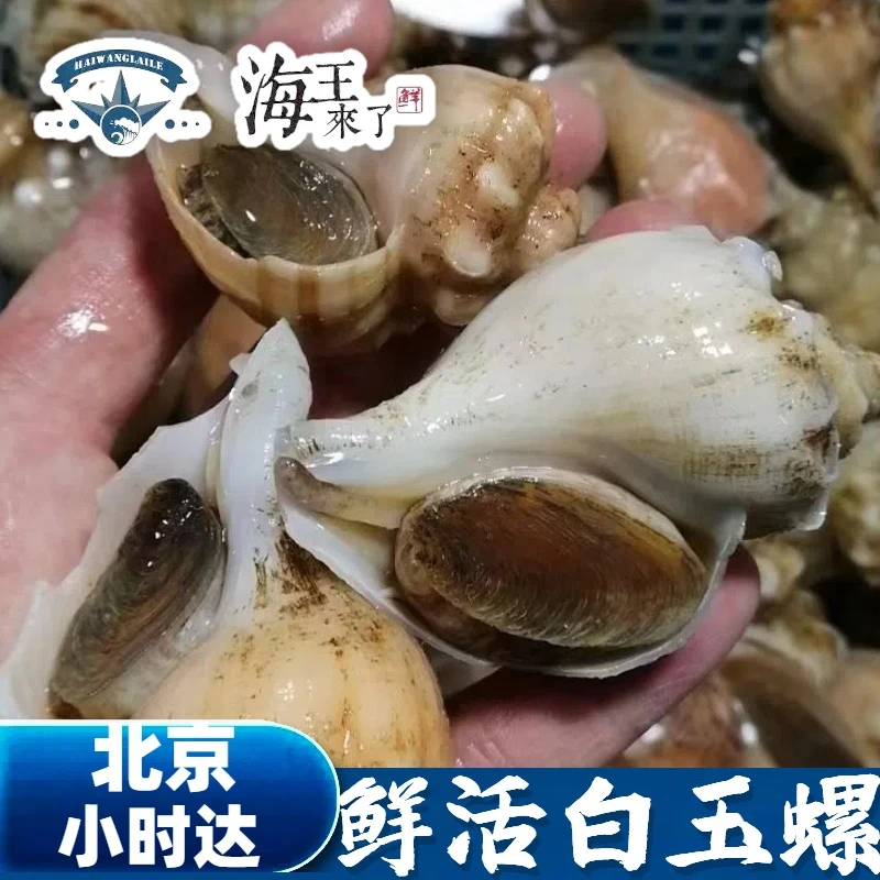 约8-10只/斤 鲜活白玉螺 红螺 角螺 海鲜水产 螺类