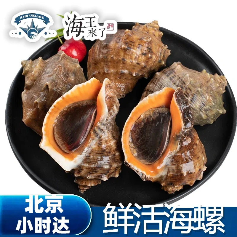 规格可选 鲜活海螺水产海鲜 大海螺 新鲜肥美