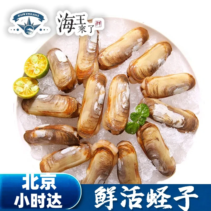 鲜活蛏子500g 双头蛏 小人仙 无沙 新鲜海鲜水产贝壳