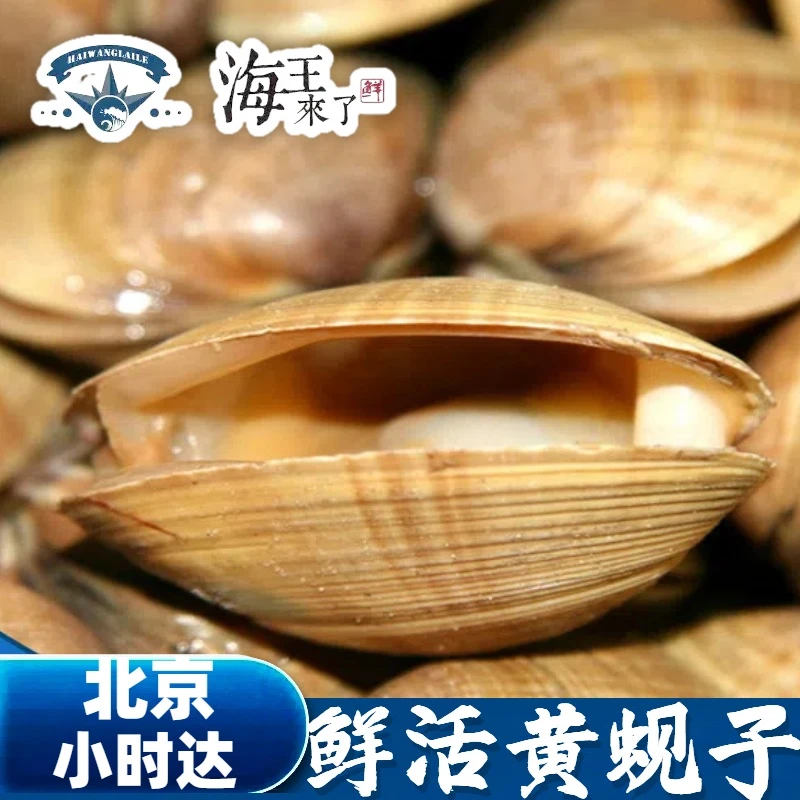 鲜活黄蚬子500g丹东 蛤蜊 黄蛤 海鲜水产 新鲜