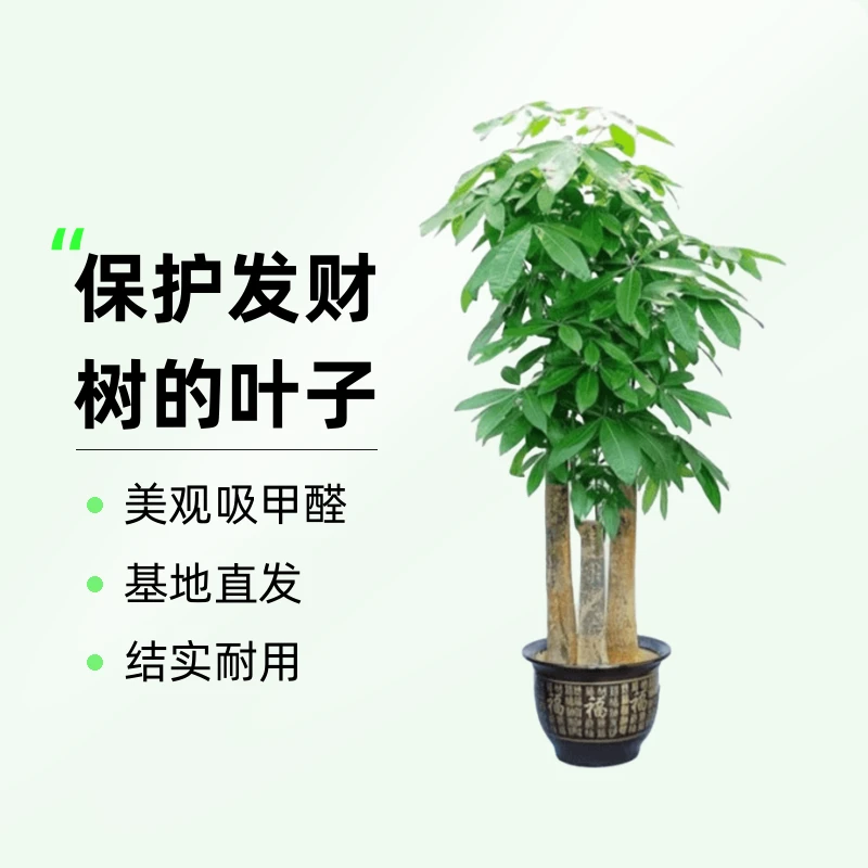三支步步高升适用发财树客厅大棵盆栽室内好养大型盆栽绿植基地