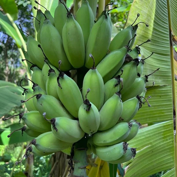 云南山地生态芭蕉西贡蕉粉蕉软糯甜无农残辅食自然熟热带水果新鲜