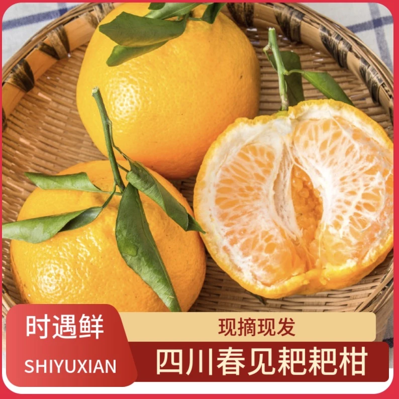 四川春见耙耙柑4.5-8斤装新鲜橘子丑橘柑橘新鲜水果当季蜜橘子