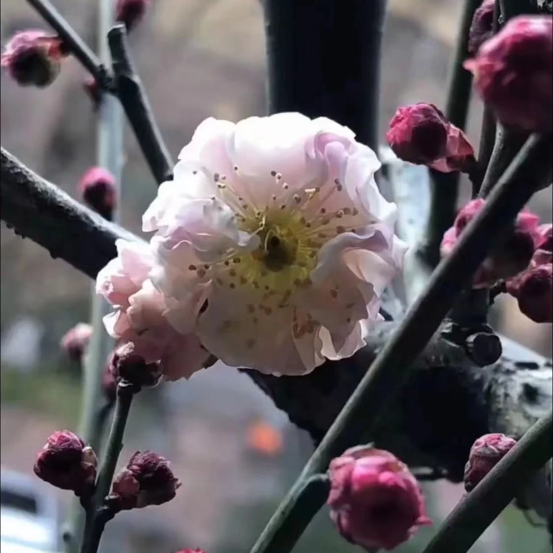 浓香梅花寿  朱砂品种群   重瓣  花色特浓 特别优良品种梅花