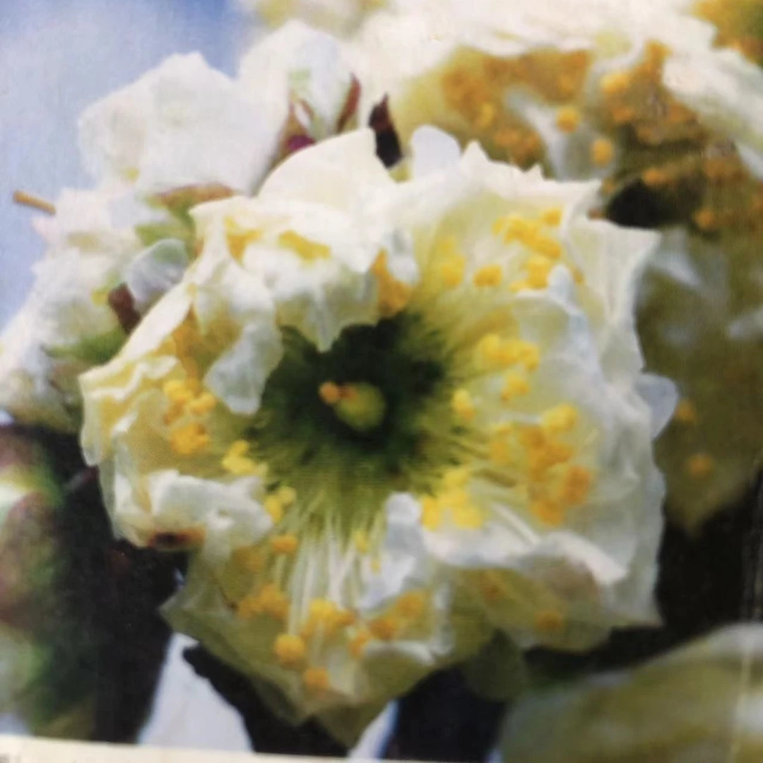 黄金鹤  黄香品种群  花大 花形花色奇特 甜香 优良品种