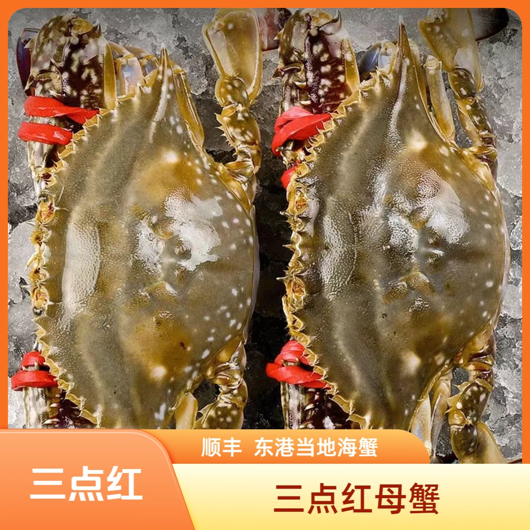 4【保鲜不保活】三点红大母蟹4两左右/只2-3斤装不保全腿微吐水