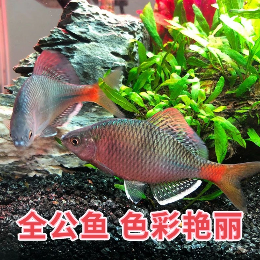 越南鱊原生鱼观赏鱼冷水越南鳑鲏溪流鱼旁皮鱼鳑鲏七彩小型观赏鱼