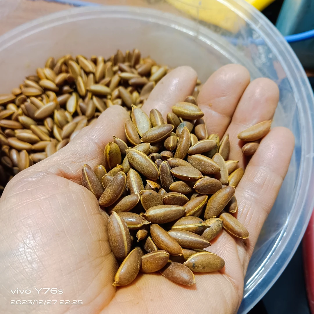 老鸦柿梦之雫果育苗种籽 其他品种优质种子，直播间拍卖
