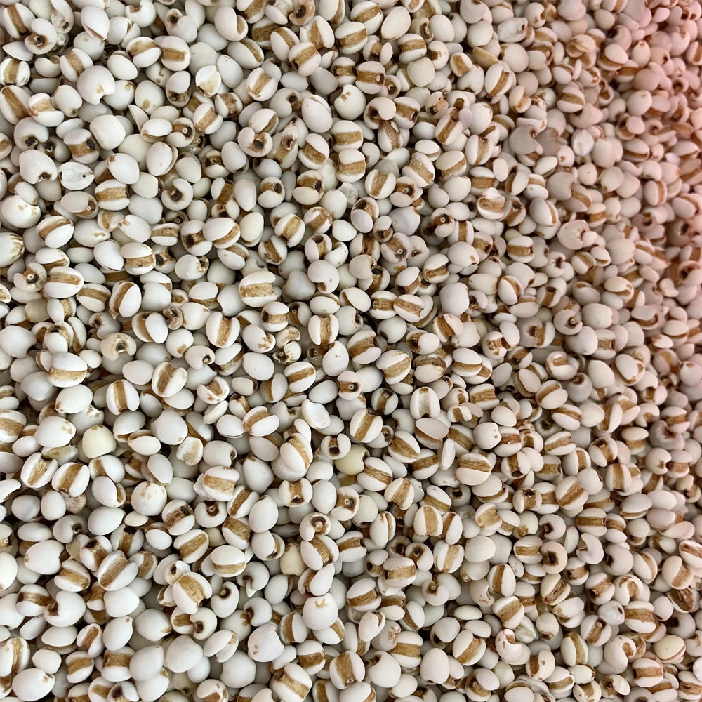 【新品上架】贵州薏米 净含量500g
