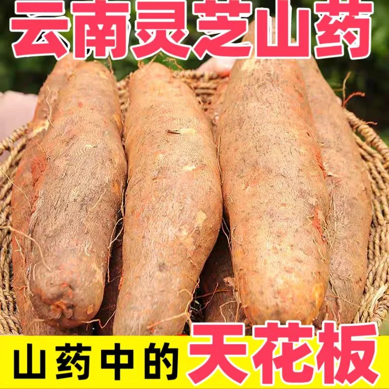 【周律师推荐】新鲜云南灵芝山药非紫山药铁棍淮山药0.4-9产地发货