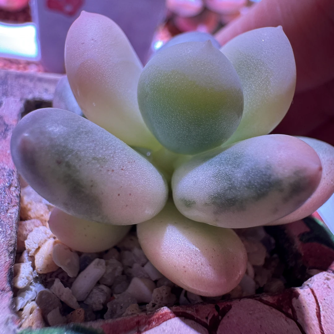 高端多肉植物黄金鸡蛋大叶奶酪锦 叶插 整株