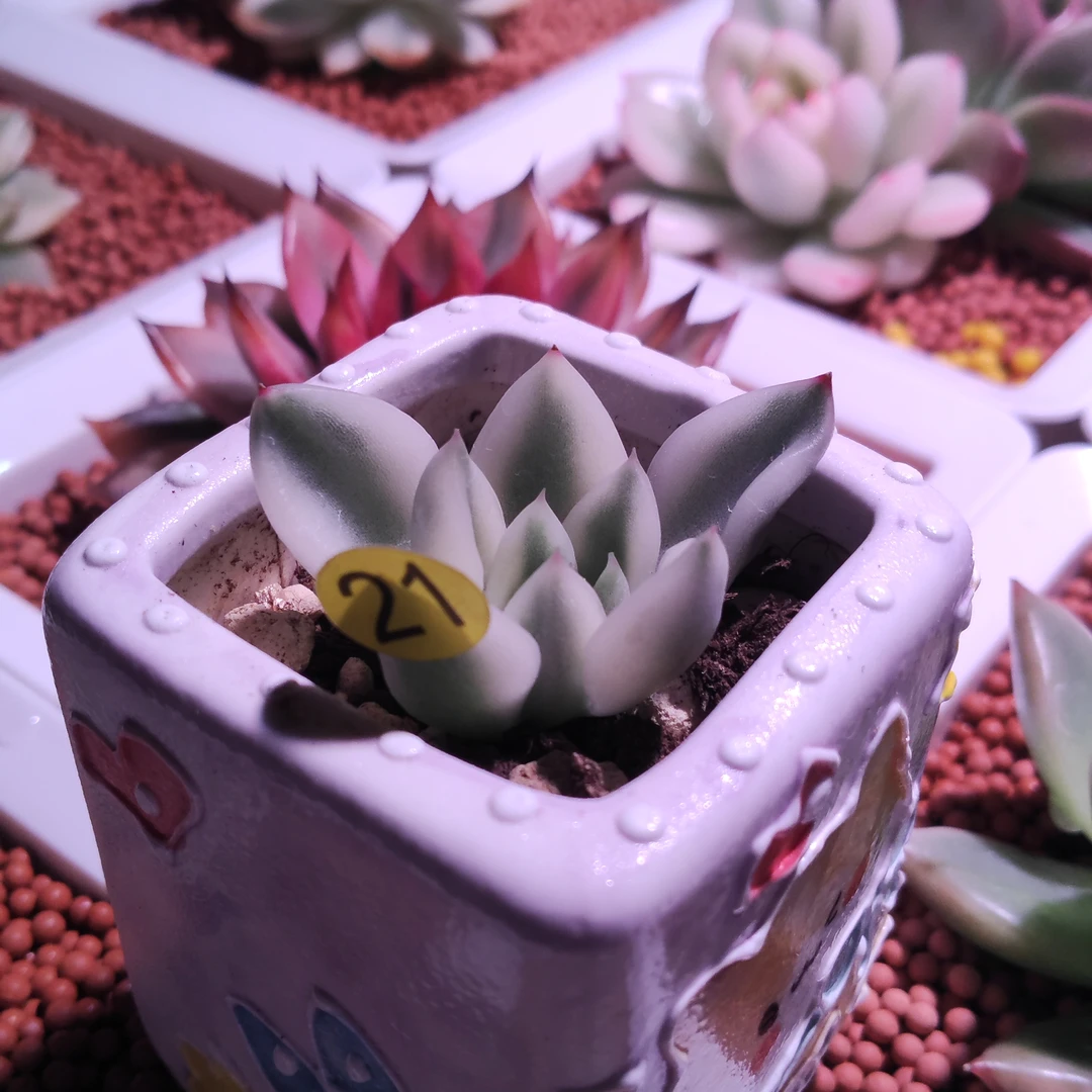 汉娜锦侧芽多肉植物少根