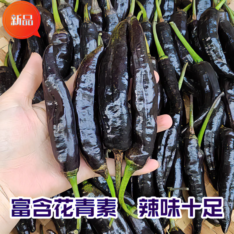 【新鲜现摘】山东农家紫辣椒黑辣椒（富含花青素）（2斤/3斤）辣味十足