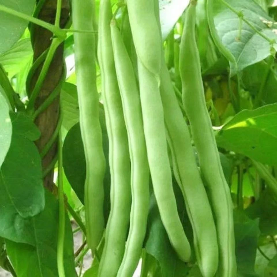 A【云南新鲜四季豆】四季豆无筋豆小金豆新鲜蔬菜扁豆3斤5斤9斤