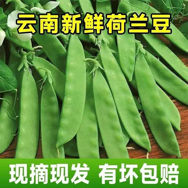 H（寒冷地区）豌豆荚【云南新鲜荷兰豆】豌豆带壳农家蔬菜3斤5斤8斤