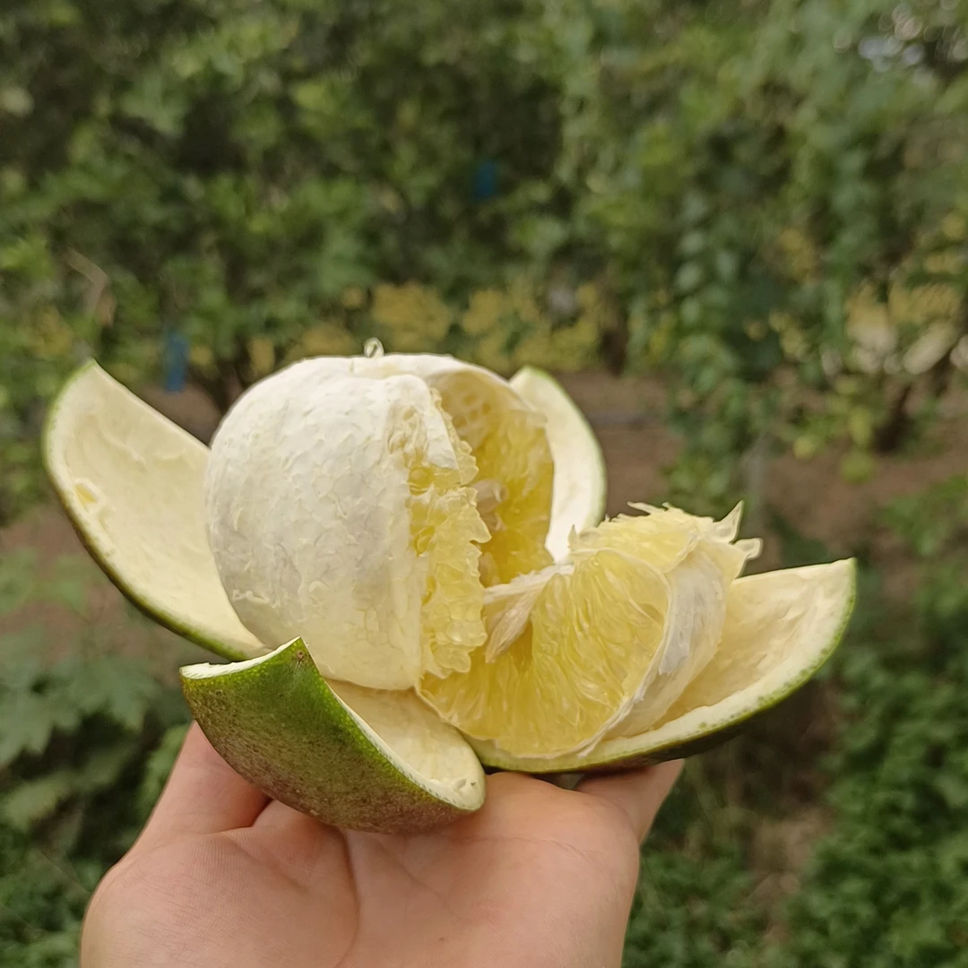柚子绿皮现摘版纳傣柚葡萄柚生态柚丑柚青柚泰国