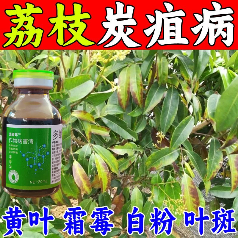 荔枝炭疽病专用荔枝卷叶黄叶病叶斑霜霉病枯叶病蒂腐干腐病叶面肥