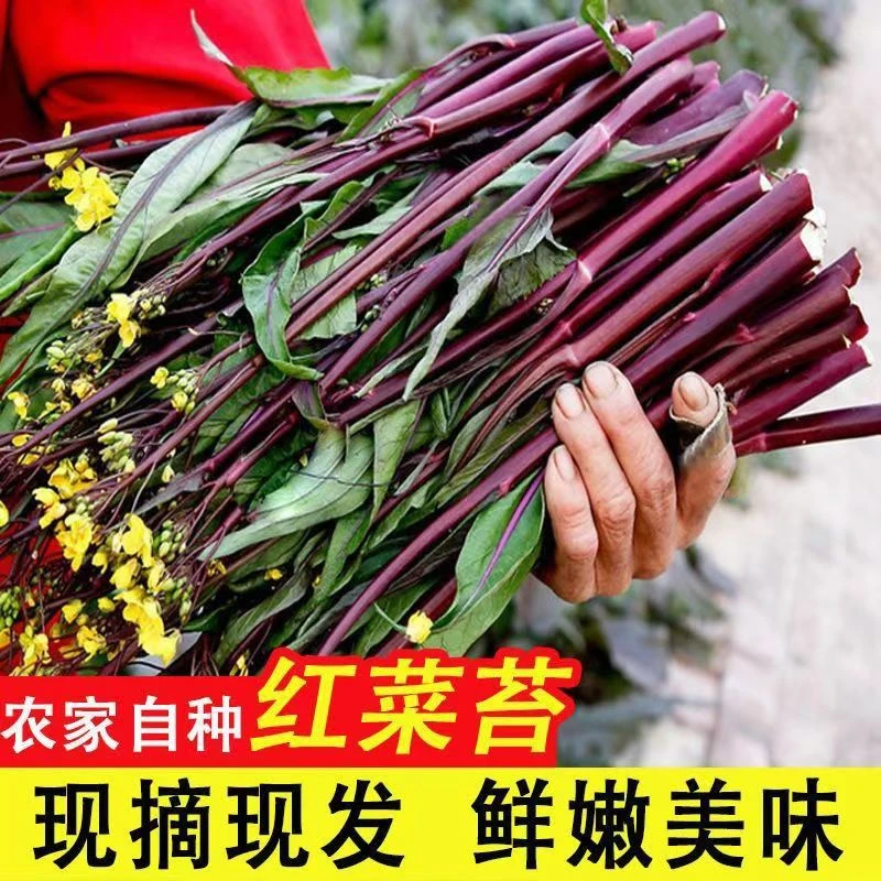 产地直发 湖北红菜苔新鲜蔬菜现摘紫菜苔农家自种菜