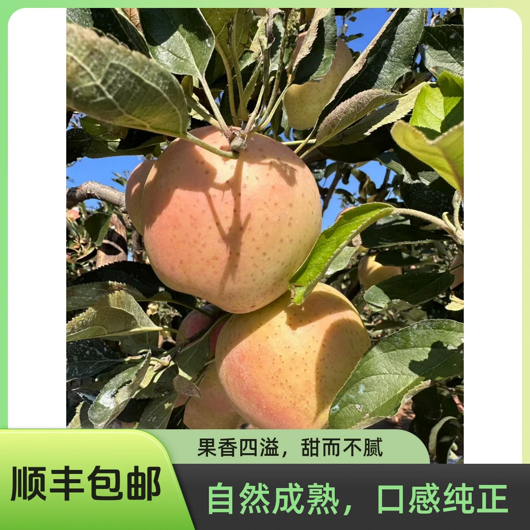 雀斑王林苹果好吃不贵,自然成熟