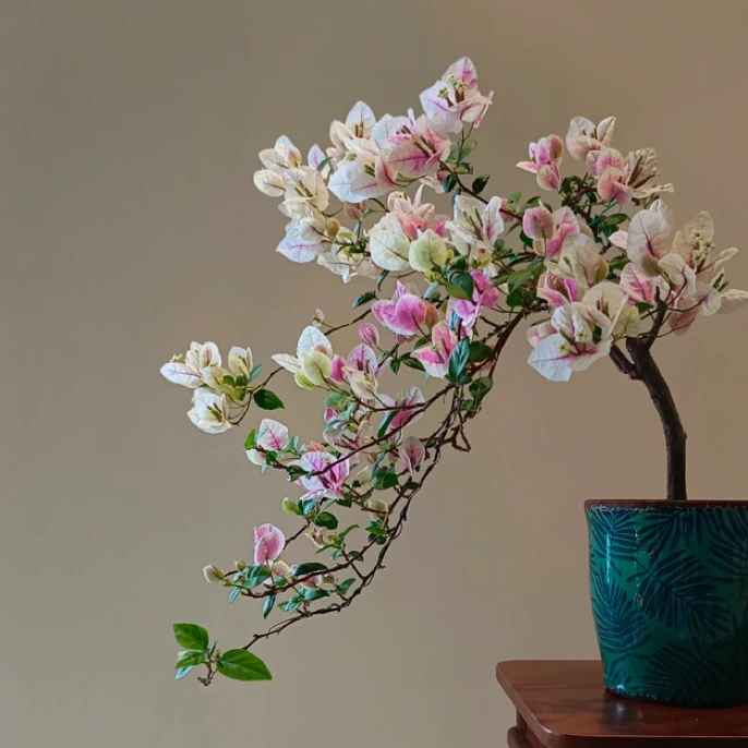 【广红樱】粉白淡红叶碧翠三角梅