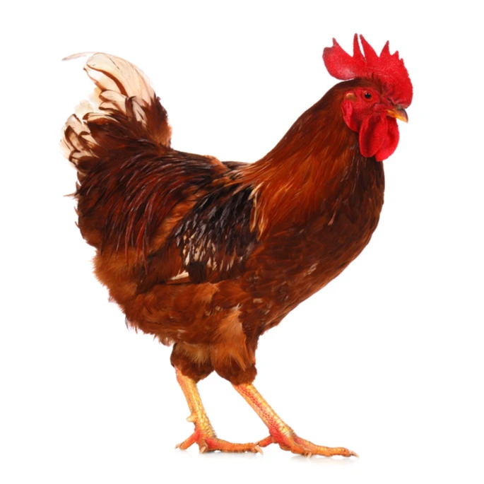 放养土公鸡农家散养肉质鲜嫩一只净重4.5斤左右健康养殖